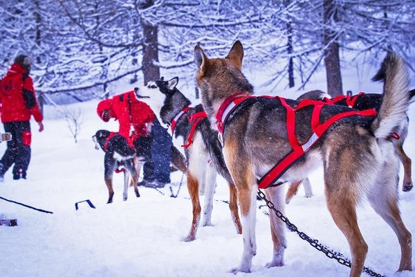 A team of harnessed sled dogs waiting in the snow as handlers in red parkas prepare the line