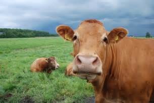 A brown cow looking straight at the camera in a green pasture, with a second cow lying down behind it